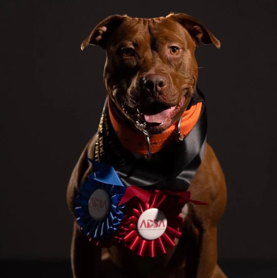 Unleash Your Dog's Full Potential